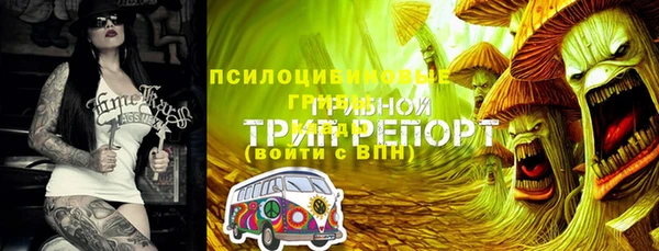 сатива Беломорск